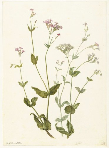 Bladder Senna and Sticky Catchfly