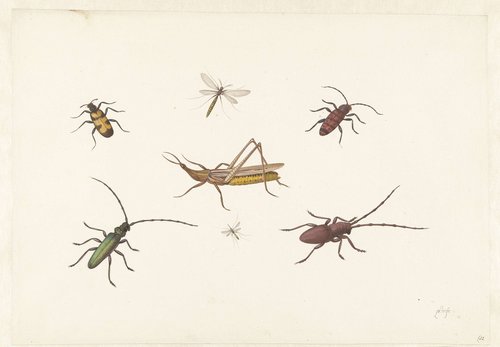 Blad met zeven verschillende insecten