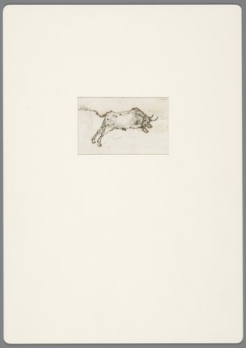 Stier in galop in de aanval