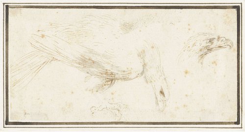 Adelaar, naar rechts