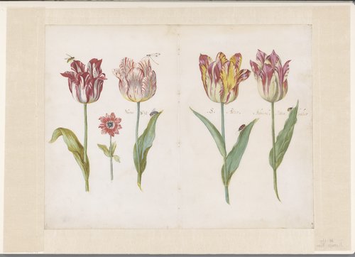 Vier tulpen met insecten en een kleinere bloem
