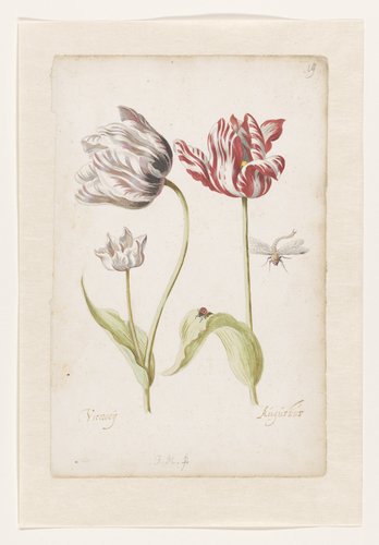 Twee tulpen met insecten