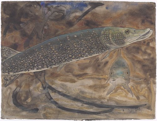 Twee Snoeken in een aquarium, van opzij en van voren gezien