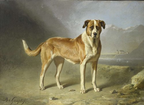 A St Bernard Dog