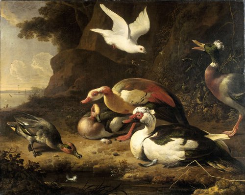 Ducks