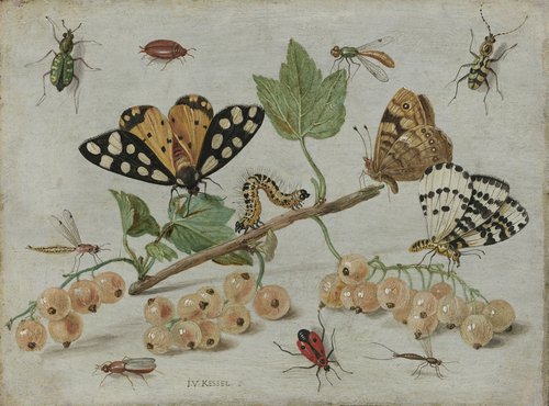Takje witte aalbessen met insecten