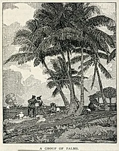 A Group of Palms, from The Century Magazine, February 1887