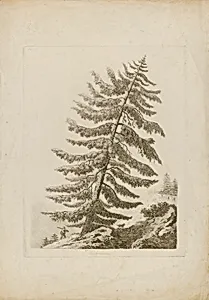 A Pine Tree