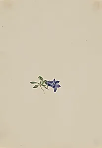 Alpine Harebell (Campanula lasiocarpa) by Mary Vaux Walcott