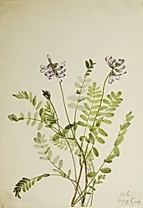 Alpine Milkvetch (Astragalus alpinus) by Mary Vaux Walcott