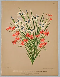 Anomatheca Cruenta, Vieusseuxie Pavonia (Iris PavoniaâMoreaea Pavonia), Plate 111 from A. C. Van Eeden's "Flora of Haarlem"