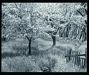 Apple Trees in Blossom
