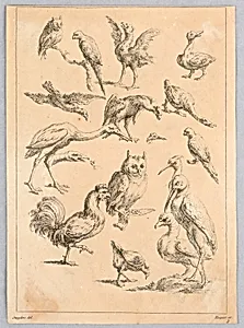 Assortment of Birds, from the "Recueil de differentes Ã©tudes d'animaux..."