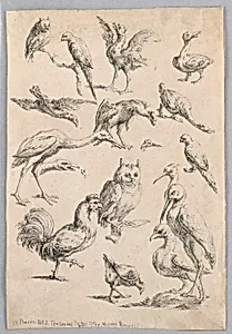 Assortment of Birds, from the "Recueil de differentes Ã©tudes d'animaux..."