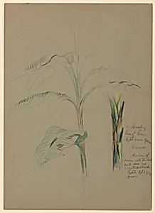Banana Plant