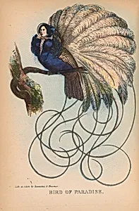 Bird of Paradise