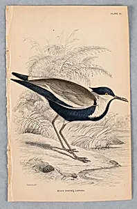 Black-Bodied Lapwing, Plate 26 from Birds of Western Africa