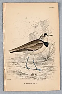 Black-Zoned Plover, Plate 25 from Birds of Western Africa