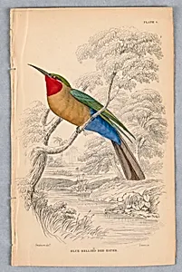 Blue-Bellied Bee-Eater, Plate 8 from Birds of Western Africa