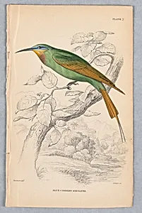 Blue-Cheeked Bee-Eater, Plate 7 from Birds of Western Africa