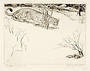 Bob-white and Puma