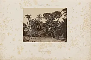 Bois de Daltiers et de Palmiers Doums