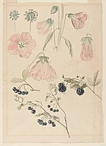 Botanical Detail Studies: Hollyhocks, Blueberries, and Blackberries by Samuel Colman, American, 1832–1920