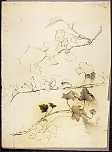 Branches