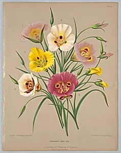 Calochorti Spec. Div., Plate 75 from A. C. Van Eeden's "Flora of Haarlem"