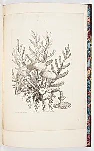 Champignons d'Angleterre