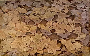 Copperhead Snake on Dead Leaves, study for book Concealing Coloration in the Animal Kingdom
