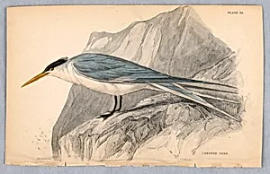 Crested Fern, Plate 30 from Birds of Western Africa