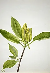 Cucumber Tree (Magnolia scuminata)