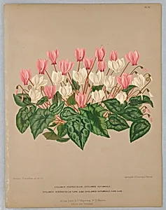 Cyclamen Hederaefolium and Cycla Hederaefolium Flore Albo, Plate 71 from A. C. Van Eeden's "Flora of Haarlem"
