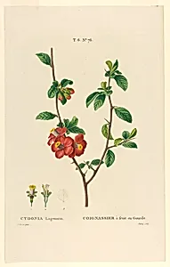 Cydonia Lagenaria by Jarry, French, active 19th c.