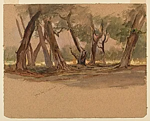 Cypress Trees, Chapultepec, Mexico