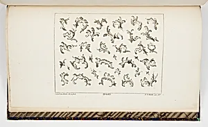 Designs for Rocaille Motifs