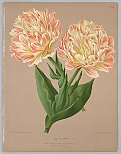 Double Tulip RaphaÃ«l, Plate 64 from A. C. Van Eeden's "Flora of Haarlem"