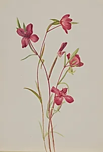 Farewell to Spring (Godetia amoena lilja) by Mary Vaux Walcott