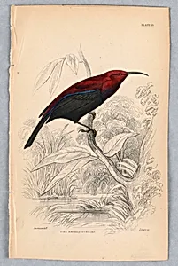Fire-Backed Sunbird, plate 15 from Birds of Western Africa