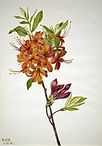 Flame Azalea (Rhododendron speciosum)