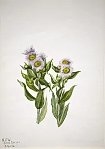 Fleabane (Erigeron macranthus)