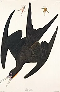 Frigate Pelican, from the book Birds of America