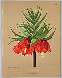 Fritillaria Imperalis Maximus, Plate 34 from A. C. Van Eeden's "Flora of Haarlem"