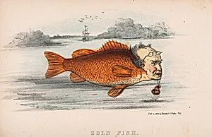 Gold Fish