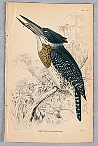 Great African Kingfisher, Plate 11 from Birds of Western Africa