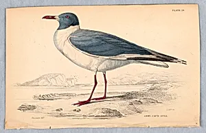 Grey Cap'd Gull, Plate 29 from Birds of Western Africa