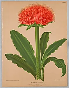 Haemanthus Puniceus, Plate 88 from A. C. Van Eeden's "Flora of Haarlem"
