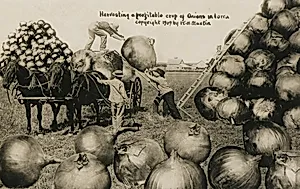 Harvesting a Profitable Crop of Onions in Iowa