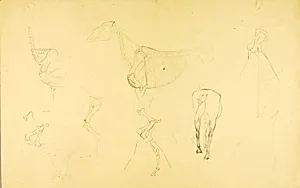 Horse's Anatomy